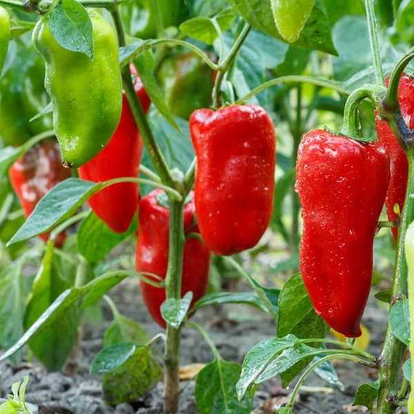 Bonnie Plants 19 oz. Sweet Red Snack Size Pepper Plant 2114 - The