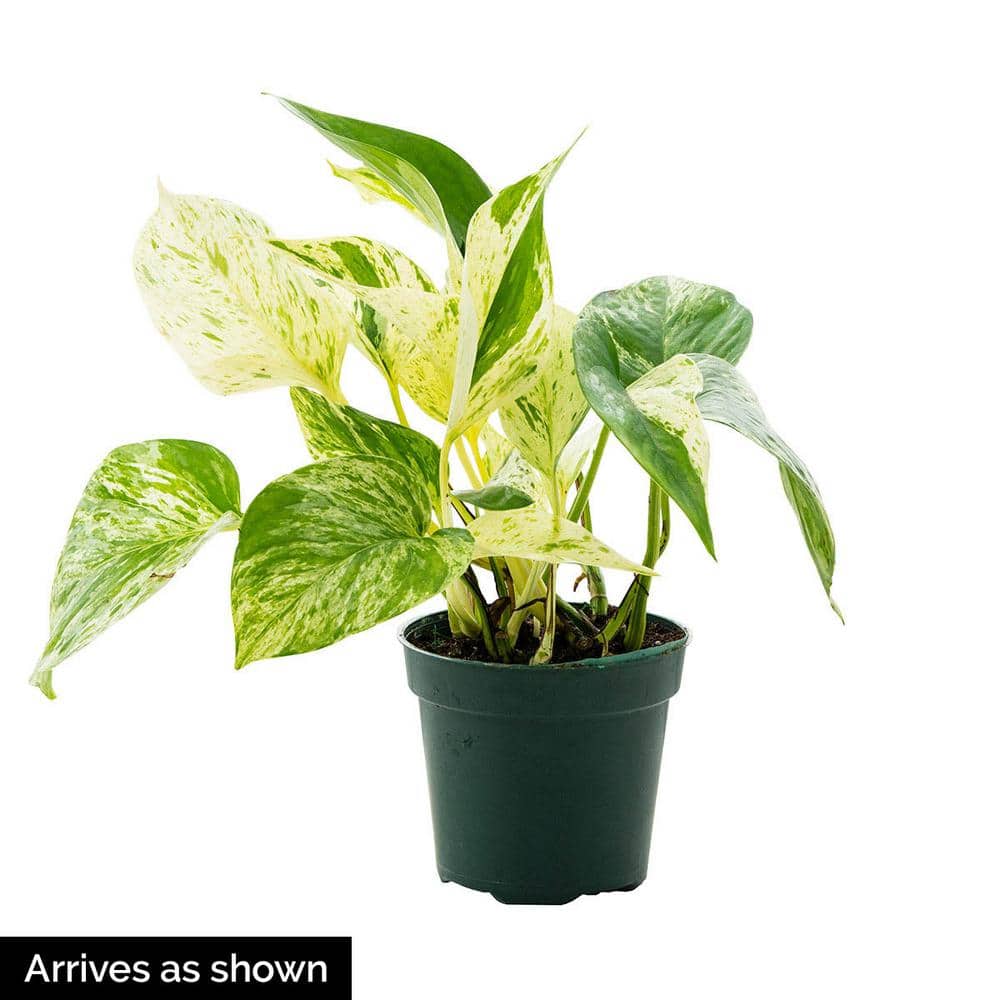 Lg. Epipremnum Pinnatum Green Flame (Actual Plant Last Pics)