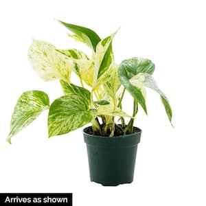Marble Queen Pothos Variegated Foilage Houseplant, Live Potted Plant in a 4 in. Pot (1-Pack)