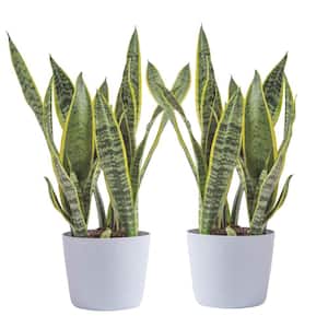 Grower's Choice Sansevieria Indoor Snake Plant in 6 in. White Decor Pot, Average Shipping Height 1-2 ft. (2-Pack)
