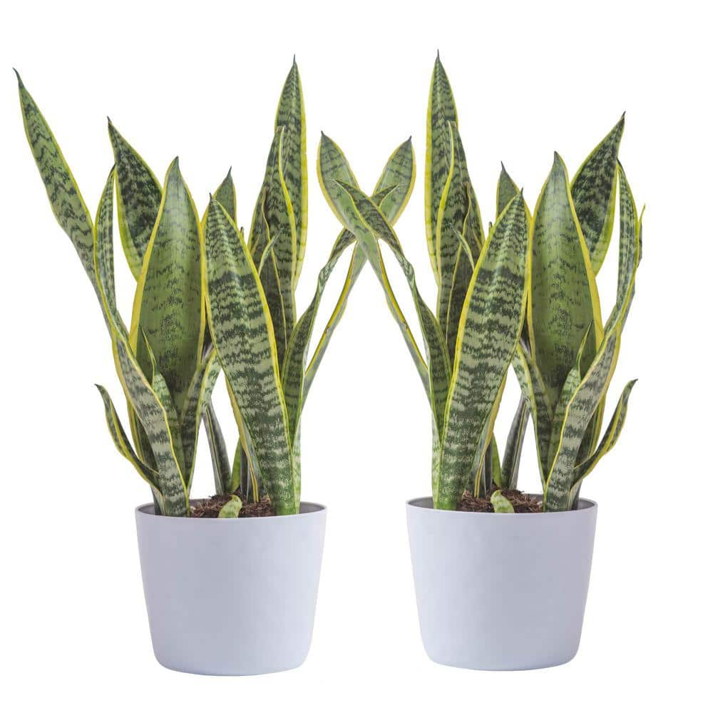 Vigoro Grower's Choice Sansevieria Indoor Snake Plant in 6 in. White ...