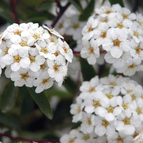 VAN ZYVERDEN Spiraea Snowmound 4 in. Potted Rocketliners (Set of 3 Plants)