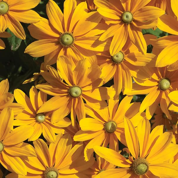 Vigoro 1 qt. Rudbeckia Amar Gold Black Eyed Susan Perennial Plant With Yellow Flowers