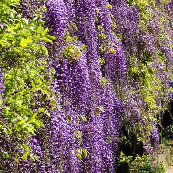 national PLANT NETWORK 3 gal. Wisteria Lavender Falls Perennial Plant HD2914