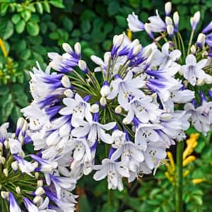 Twister Lily of the Nile (Agapanthus) Live Bareroot Perennial with White Flowers (3-Pack)