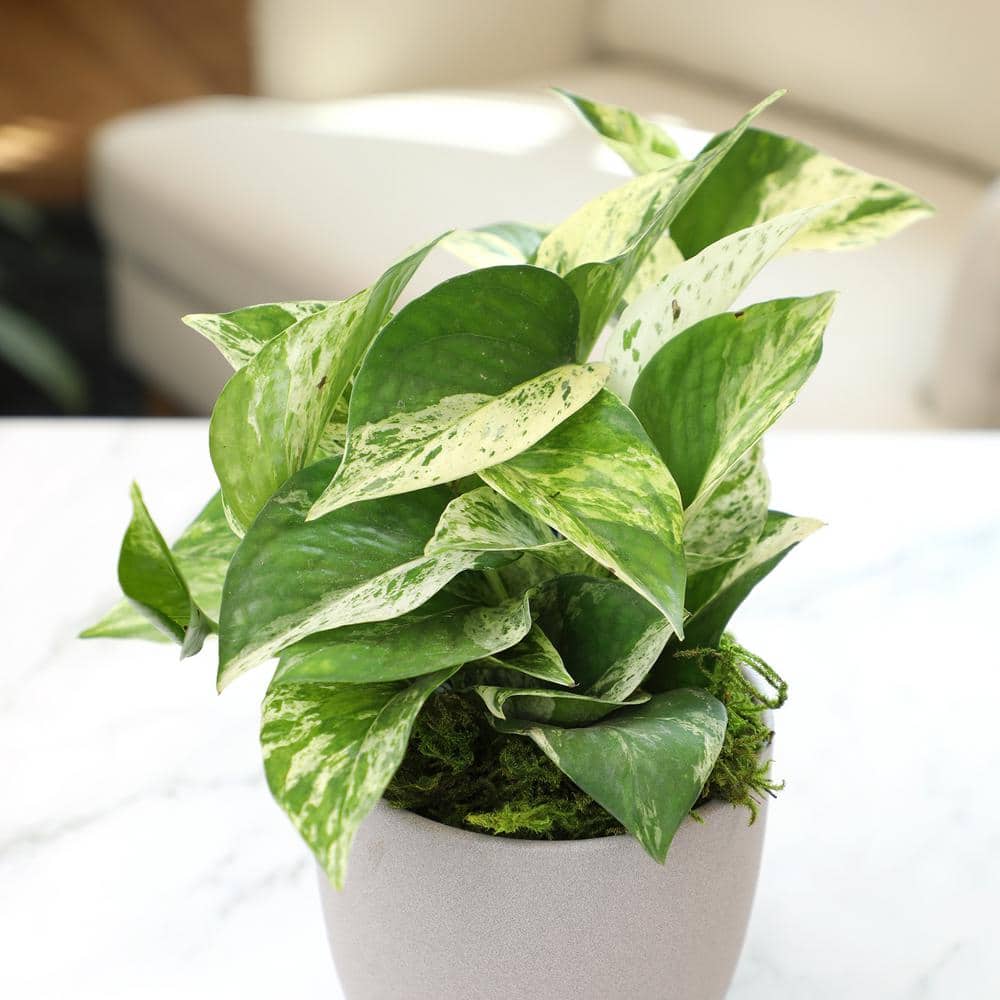 Marble Queen Pothos in Gray Ceramic Pot