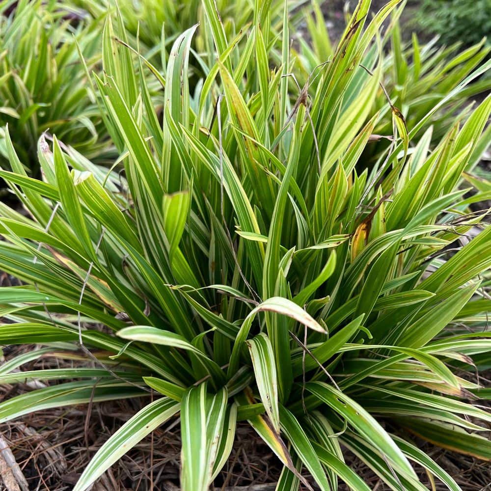 Proven Winners 0.65 Gal. 'Noble Native' Woodland Sedge (Carex