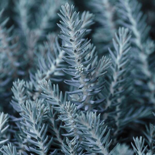 Spring Hill Nurseries 3 in. Pot Blue Spruce Sedum, Live Potted Plant, Blue Colored Groundcover Perennial (1-Pack)