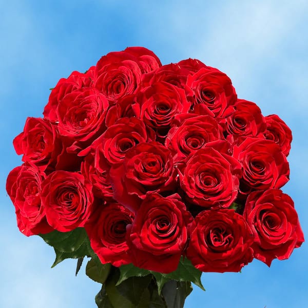 Globalrose Fresh Red Color Roses (100 Stems)