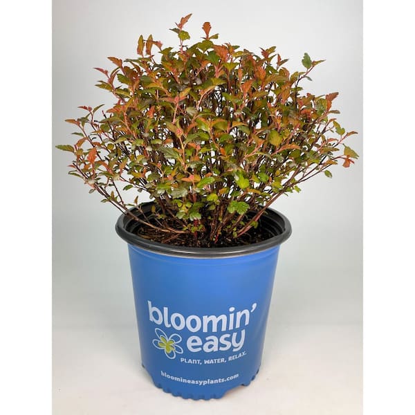 2 Gal. Calico Kitty Ninebark (Physocarpus) Live Shrub, Pink Flowers