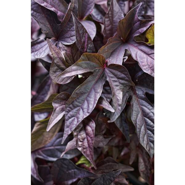 PROVEN WINNERS 4-Pack, 4.25 in. Grande Sweet Caroline Raven Sweet Potato Vine (Ipomoea) Live Plant, Purple-Black Foliage