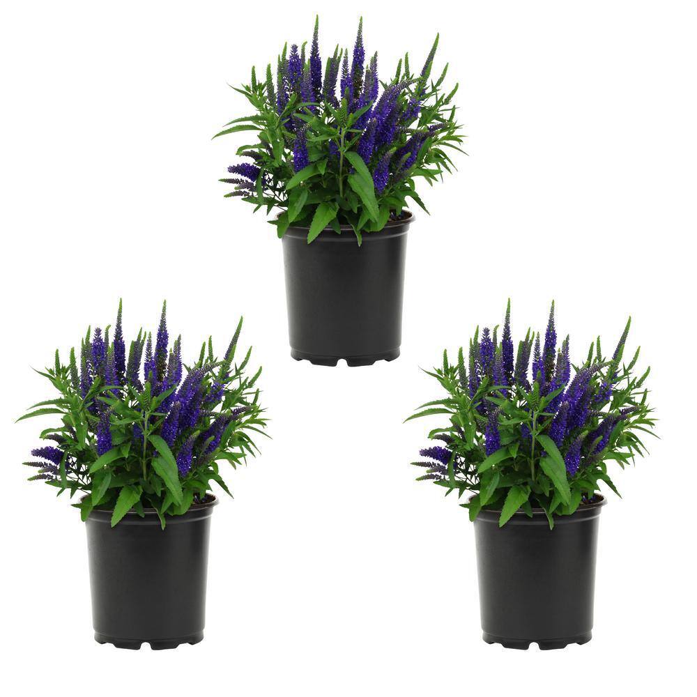 METROLINA GREENHOUSES 2 QT. Veronica Royal Candles Perennial Plant (3 ...