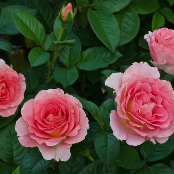Vigoro 13 in. Julie Andrews Rose Plant with Pink Flowers 17581