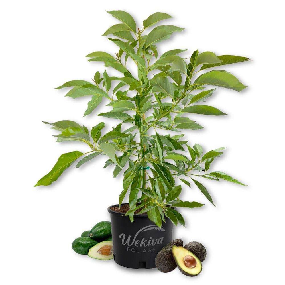 3 Gallon Winter Mex Fruit-Bearing Avocado Tree (Persea Americana) price history on PriceWatchPro