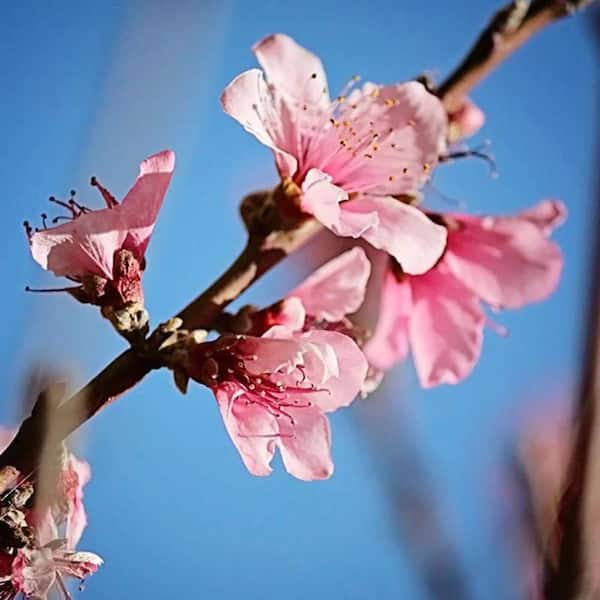 洋楽 Pollen. Peach tree. Pollen - Peach Tree (Full Album) - YouTube