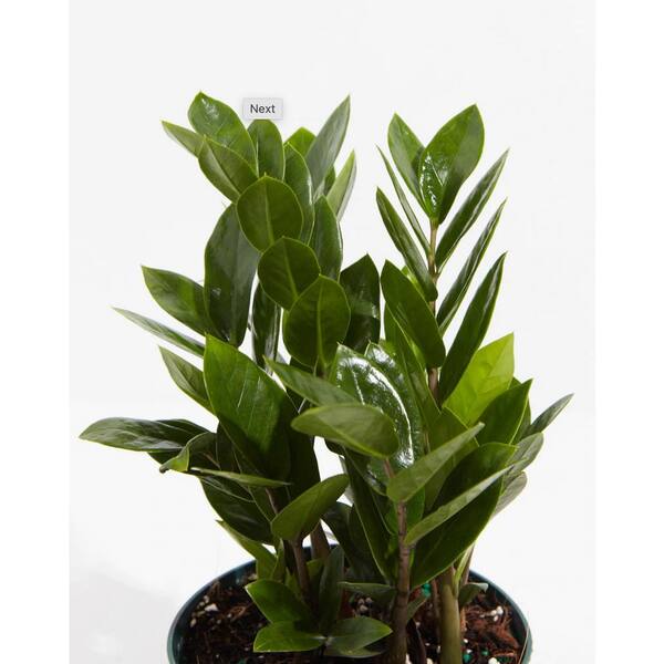 Lively Root Zz Plant Zamioculcas Zamiifolia Plant In 6 In Grower Pot Lrzz6 Lively Root Zz Plant Zamioculcas Zamiifolia Plant In 6 In Grower Pot Lrzz6