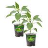 Bonnie Plants 19 oz. Poblano Ancho Pepper Plant (2-Pack) 202035