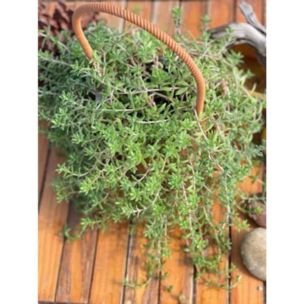 firestick succulent plant Euphorbia Tiricalli "Firesticks"