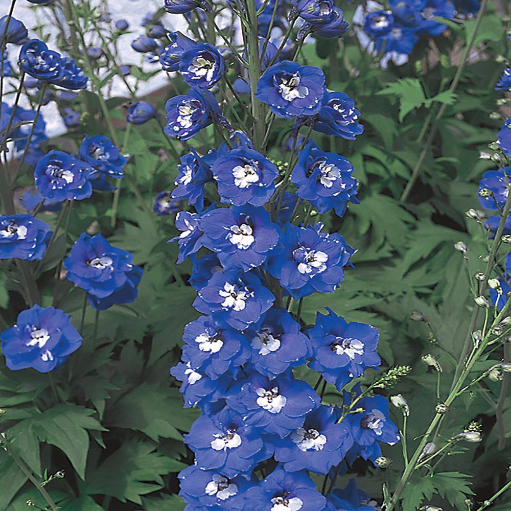 Vigoro 1 Gal. Blue Larkspur Perennial Plant 3217 The Home Depot