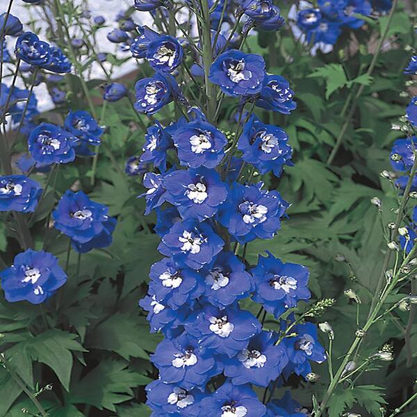 Vigoro 1 Gal. Blue Larkspur Perennial Plant 3217 The Home Depot