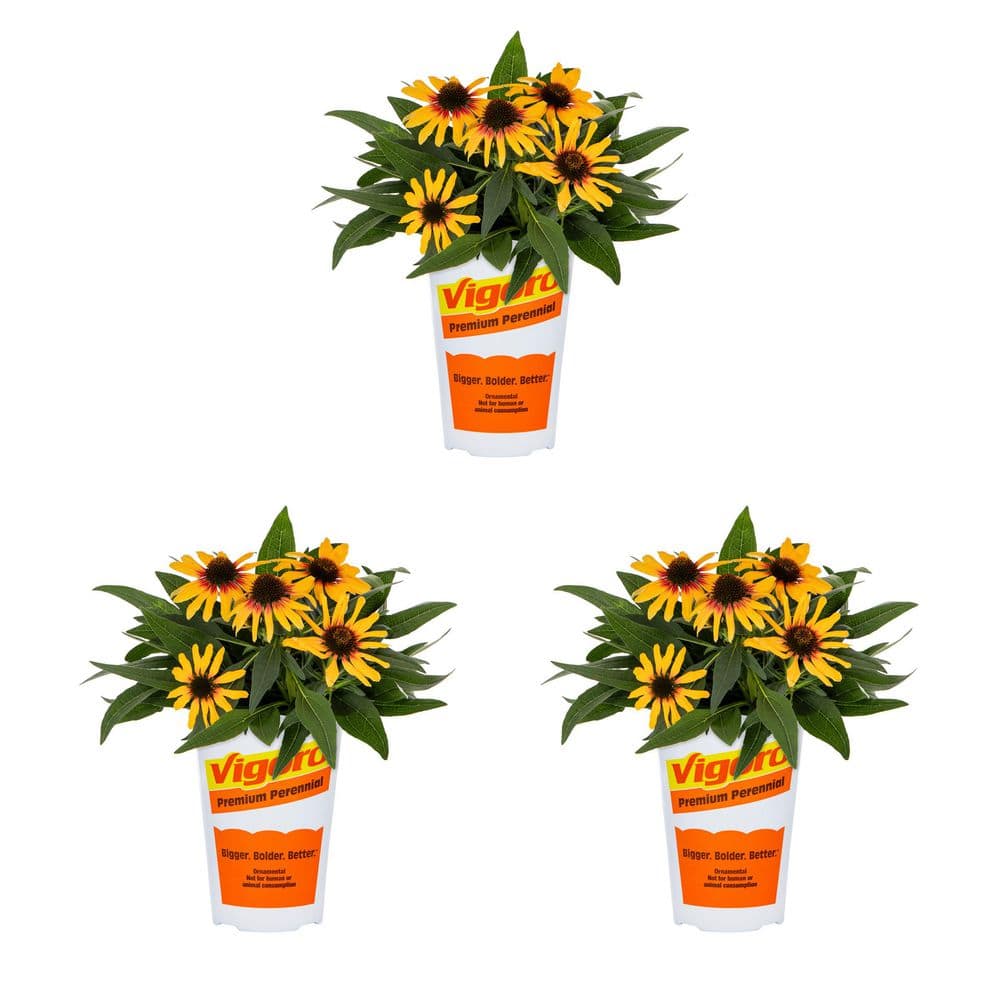2 qt. Echinacea Coneflower Sunseeker Tequila Sunrise Yellow Perennial Plant (3-Pack) price history on PriceWatchPro