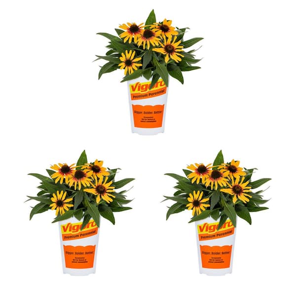 Vigoro 2 qt. Echinacea Coneflower Sunseeker Tequila Sunrise Yellow Perennial Plant (3-Pack)