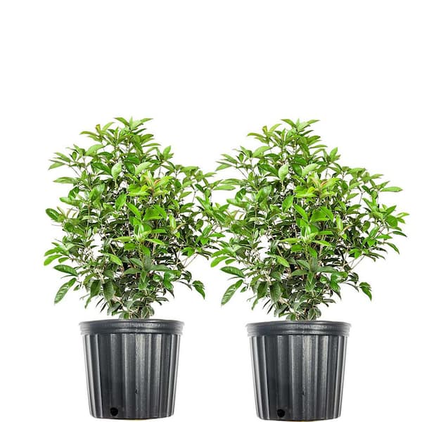 3 Gal. Tea Olive Evergreen Fragrant Shrub(2-Pack)