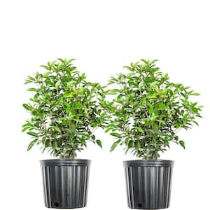 3 Gal. Tea Olive Evergreen Fragrant Shrub(2-Pack)