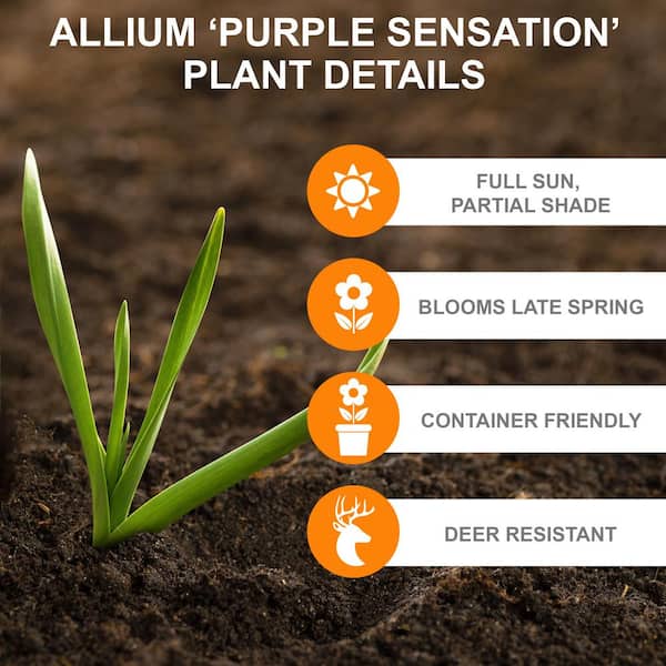 Garden State Bulb Common Purple Lilac Live Bare Root (Bag of 1)  ECS-25-01-01 - The Home Depot