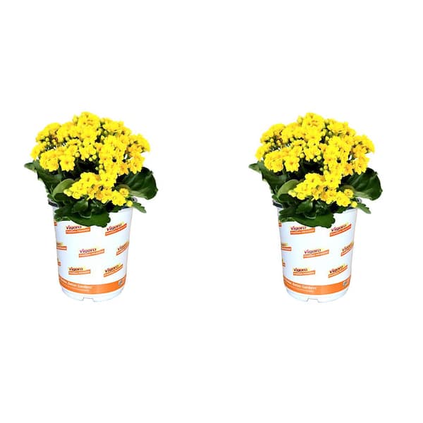 Vigoro 2.5 Qt. Kalanchoe Saja Yellow Annual Plant (2-Pack)
