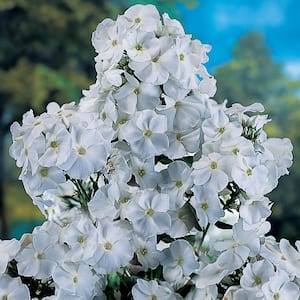 David White Flowering Tall Phlox Dormant Bare Root Perennial Starter Plants (5-Pack)