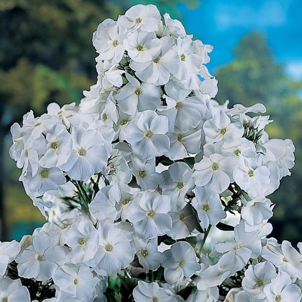 Spring Hill Nurseries White Flowers David Tall Phlox Live Bareroot Perennial Plant (5-Pack)