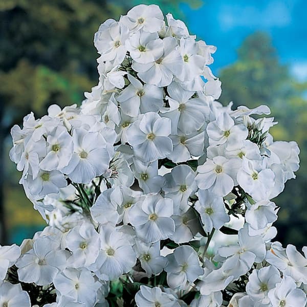 Spring Hill Nurseries White Flowers David Tall Phlox, Live Bareroot Perennial Plant (5-Pack)