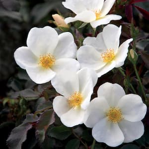 Bareroot White Knock Out Rose Bush with Bright White Flowers (2-Pack)