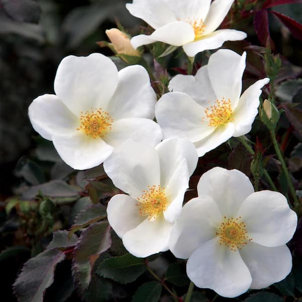 KNOCK OUT Bareroot White Knock Out Rose Bush with Bright White Flowers (2-Pack)