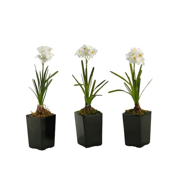 D&W Silks Artificial Indoor Paper White Bulb in Square Ceramic Planter (Set of 3)
