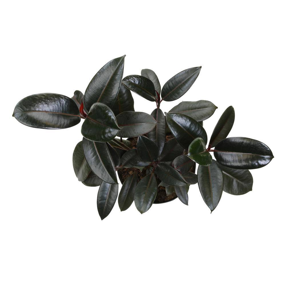 Burgundy Ficus Rubber Tree in Black Plastic Planter