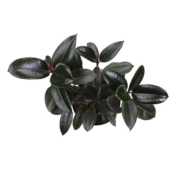 Altman Plants Ficus Burgundy Rubber Tree Indoor Houseplant in 8 in. Grower Pot