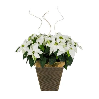 2 Qt. Princettia White Poinsettia w/Decorative Tremont Pot (1-Pack)