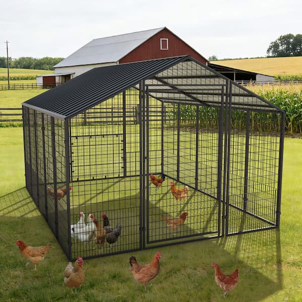 10 ft. x 8 ft. Large Metal Chicken Coop with Run for 20-Chickens, Galvanized Metal Roof Poultry Fencing Chicken