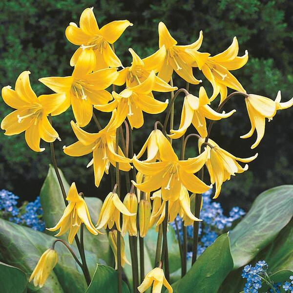 Breck's Dog Tooth Violet Erythronium Bulbs (10-Pack)