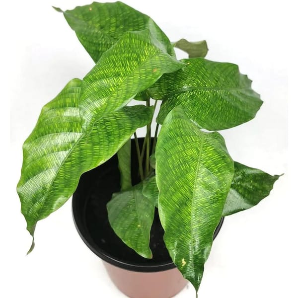 Wekiva Foliage Calathea Musaica-Network Prayer Plant-Live Plant in a 6 in. Growers Pot-Calathea Musaica Network-Houseplants
