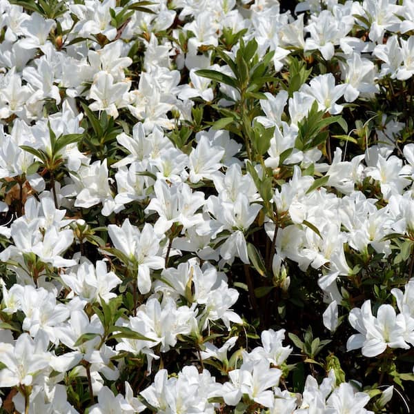 national PLANT NETWORK 3 gal. Azalea Snow Shrub with White Flowers national PLANT NETWORK 3 gal. Azalea Snow Shrub with White Flowers