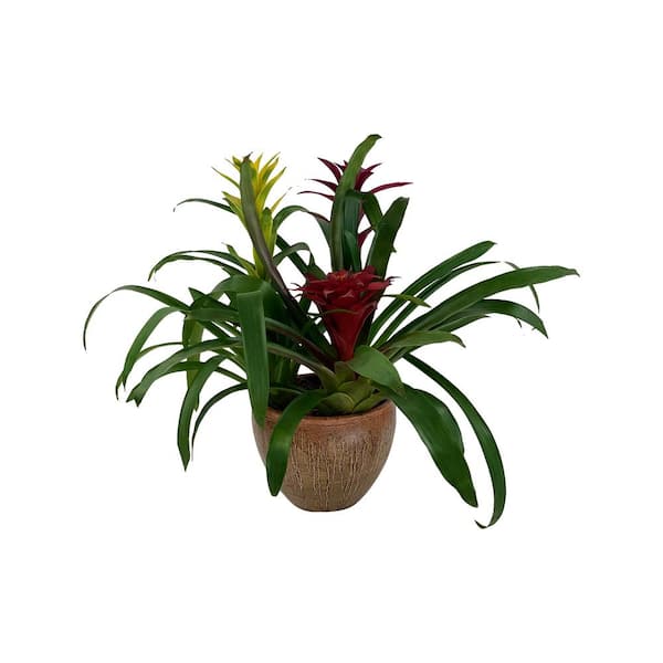 Pure Beauty Farms 1.5 Qt. Bromeliad Grower's Choice Colors In 8 In. Ceramic Pot (3-Plants)