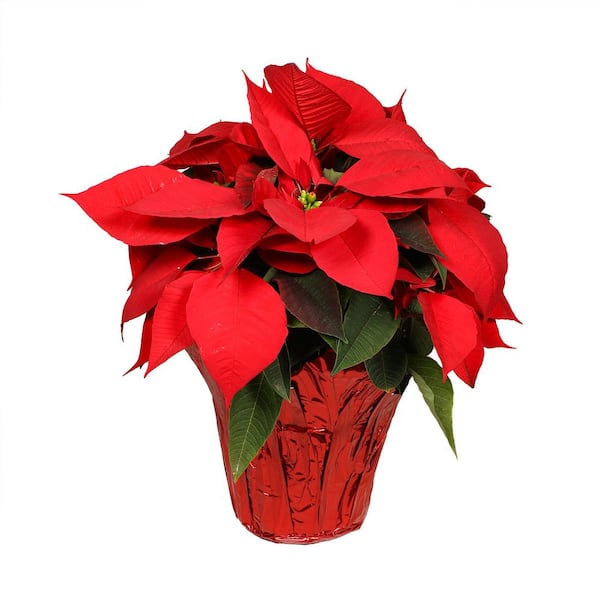 6.5 in. Poinsettia Red Solo