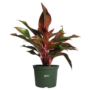 Aglaonema Siam Live Indoor Plant in Growers Pot Average Shipping Height 1-2 Ft. Tall