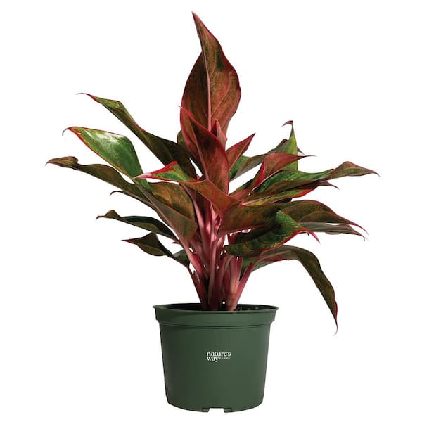 NATURE'S WAY FARMS Aglaonema Siam Live Indoor Plant in Growers Pot Average Shipping Height 1-2 Ft. Tall