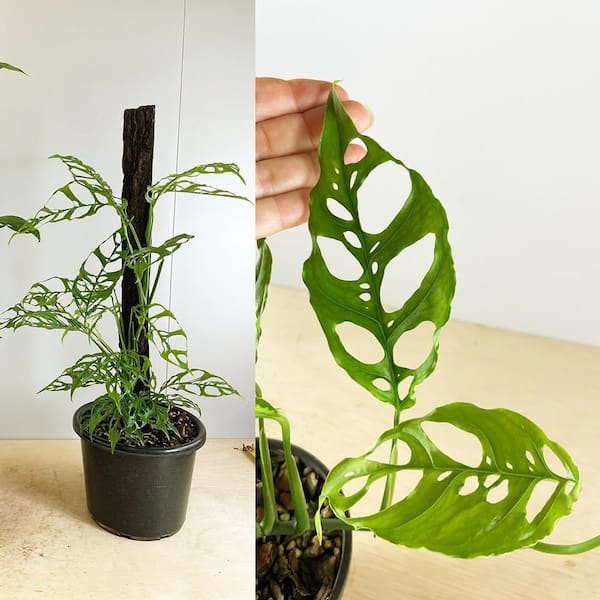 split leaf monstera deliciosa Monstera deliciosa 'Split Leaf' – Snakeroot Botanicals