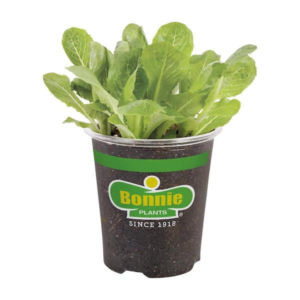 12 oz. Basics Romaine Lettuce Plant