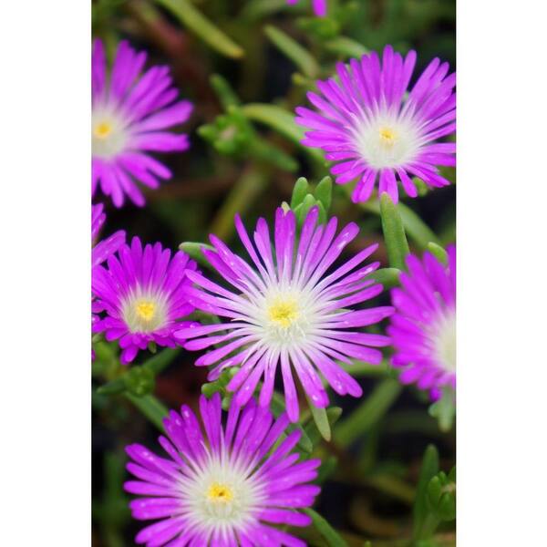 PROVEN WINNERS Button Up Violet Trailing Iceplant (Delosperma) Live Plant, Purple Flowers, 4.5 in. qt.